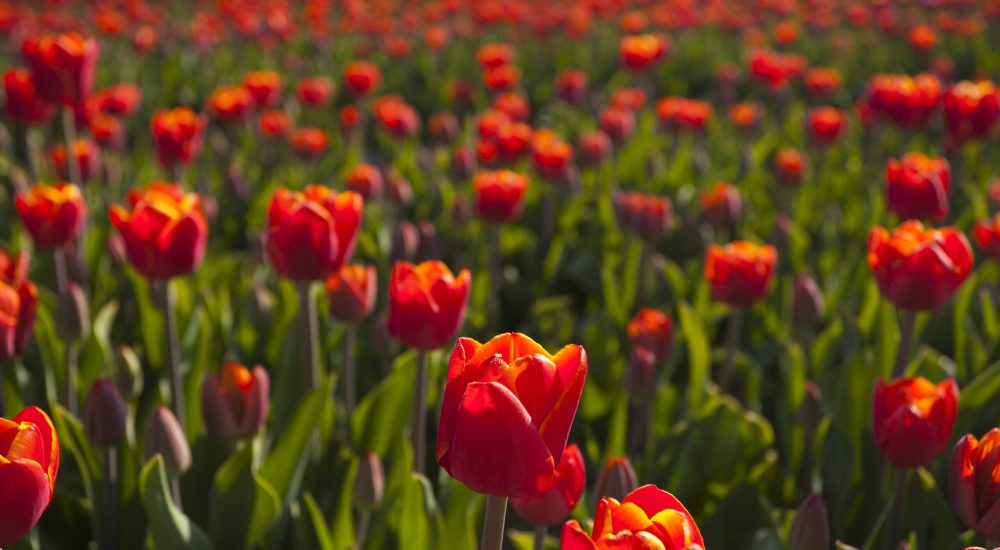 Tulipes
