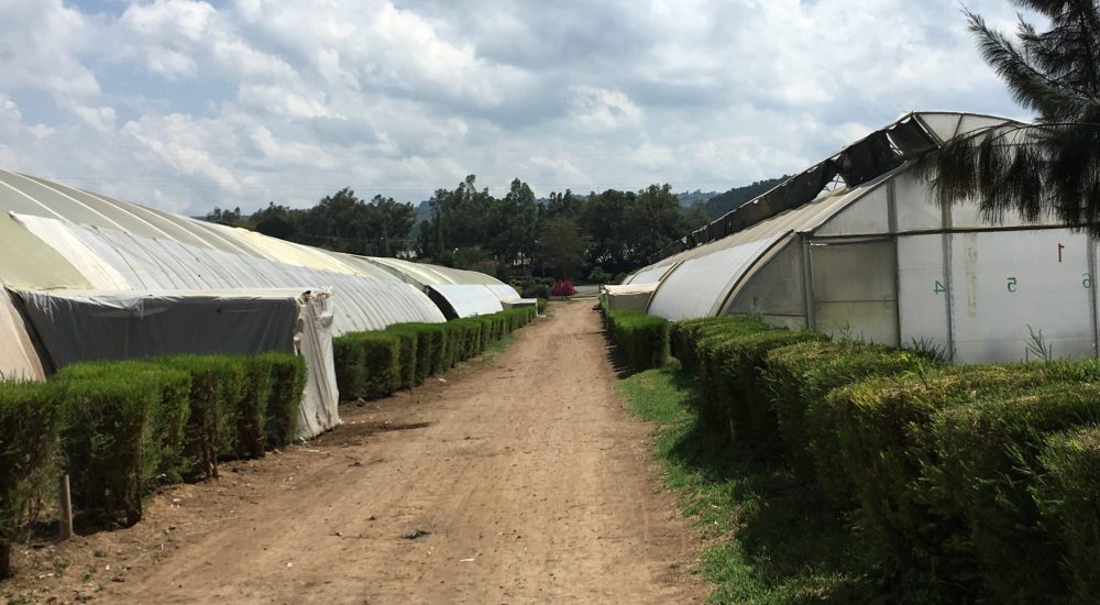 Notre ferme du Kenya