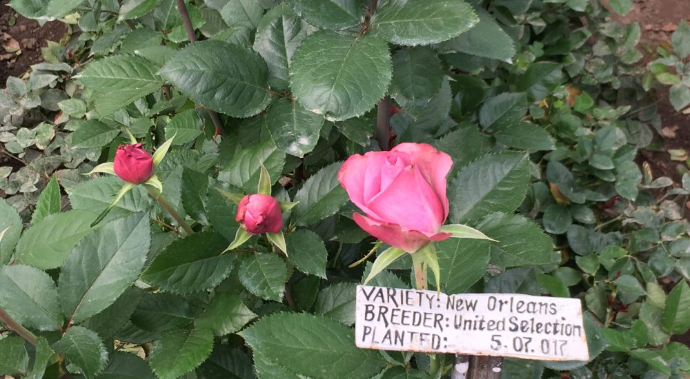 Nos roses