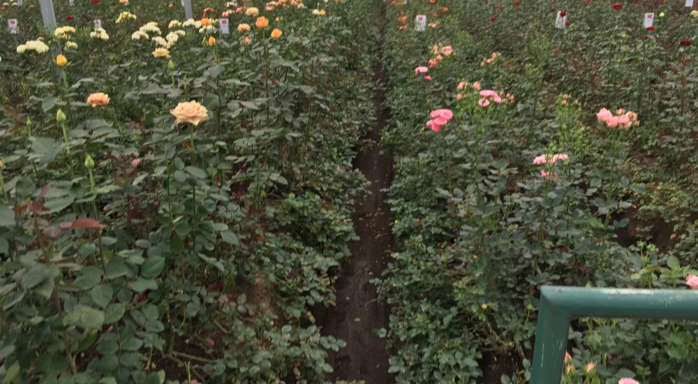 Nos roses