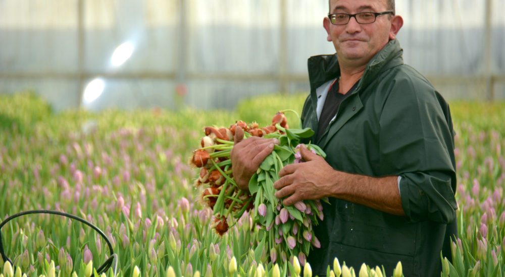 Tulipes