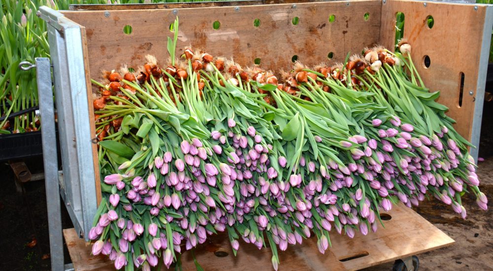 Tulipes
