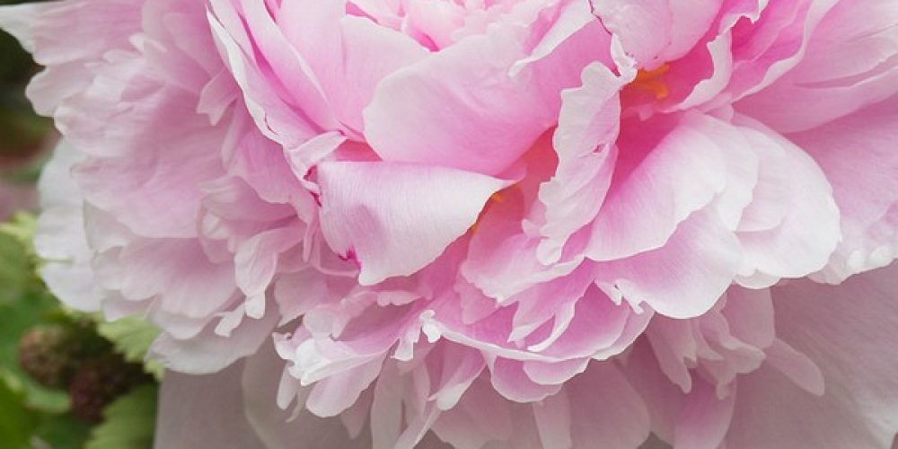 Pivoine