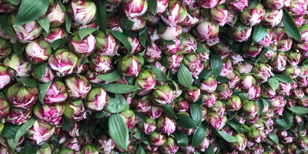 Bouton pivoine