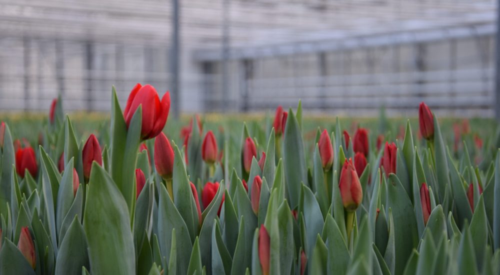 Tulipes