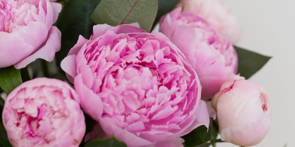 Bouquet pivoine
