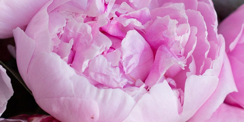 Pivoine