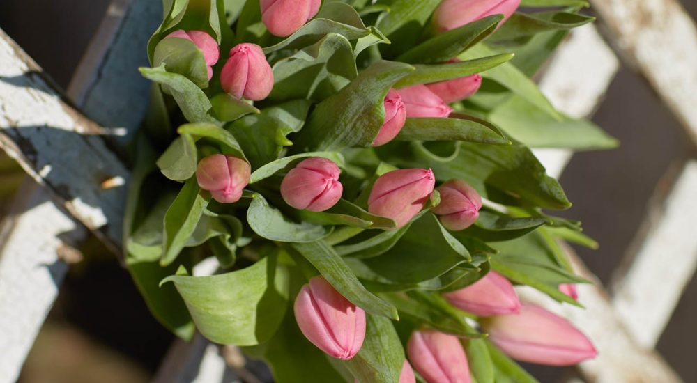 tulipes-roses-01